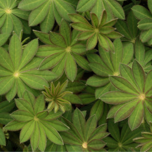 Lupin West Country Masterpiece 2L