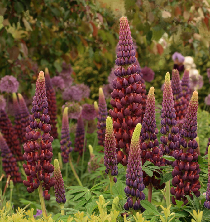 Lupin West Country Masterpiece 2L