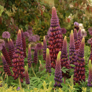 Lupin West Country Masterpiece 2L