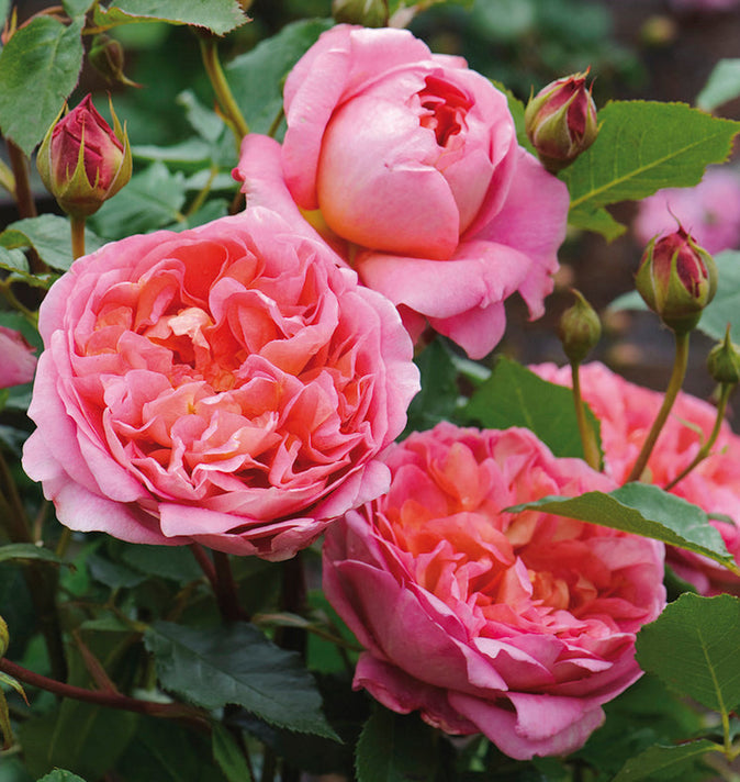 David Austin Boscobel Shrub Rose 6L
