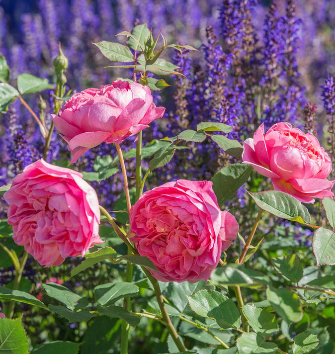 David Austin Boscobel Shrub Rose 6L