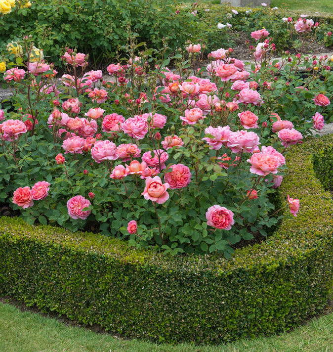 David Austin Boscobel Shrub Rose 6L