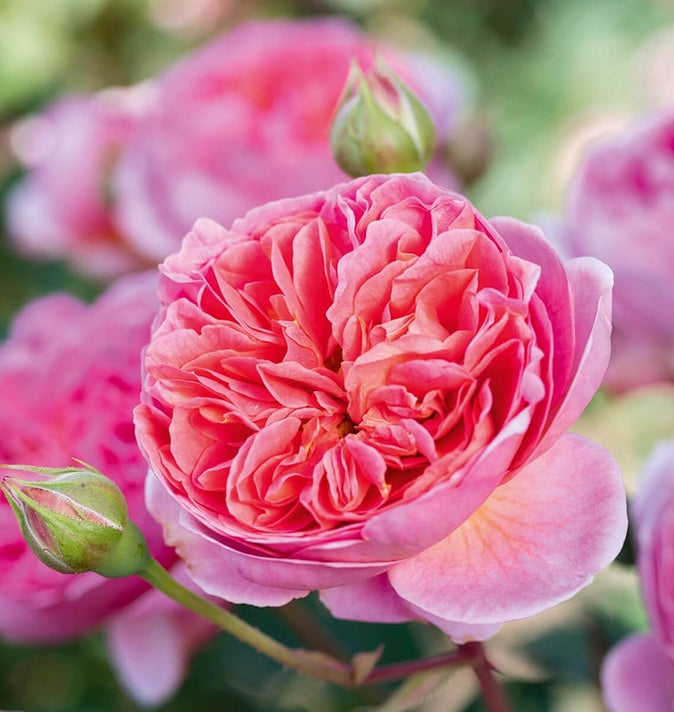 David Austin Boscobel Shrub Rose 6L