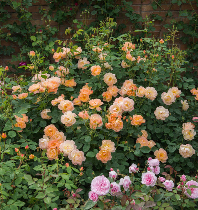 David Austin The Lark Ascending 6L