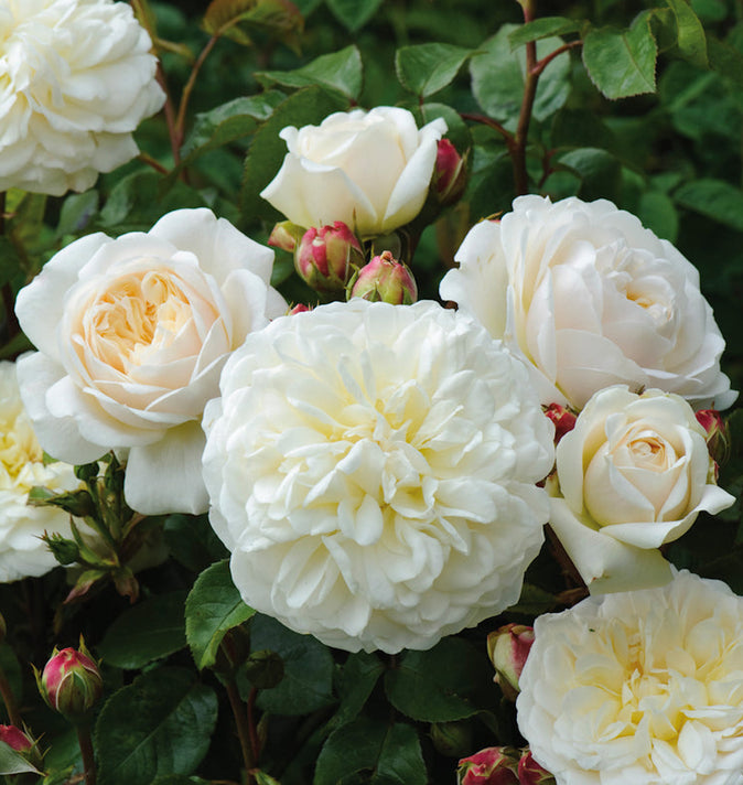David Austin Tranquillity Shrub Rose 6L