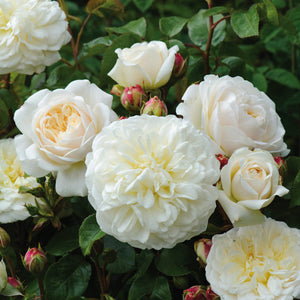 David Austin Tranquillity Shrub Rose 6L
