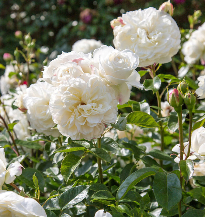 David Austin Tranquillity Shrub Rose 6L