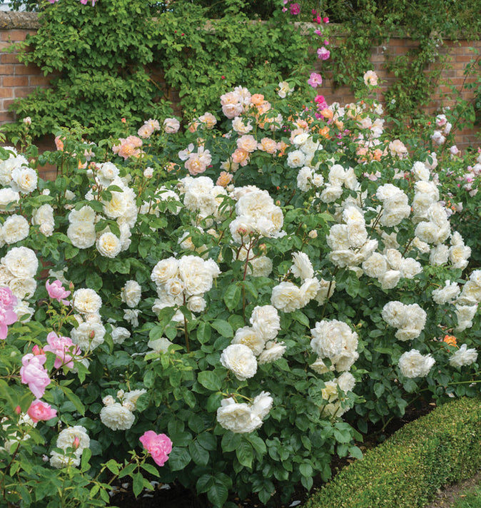 David Austin Tranquillity Shrub Rose 6L