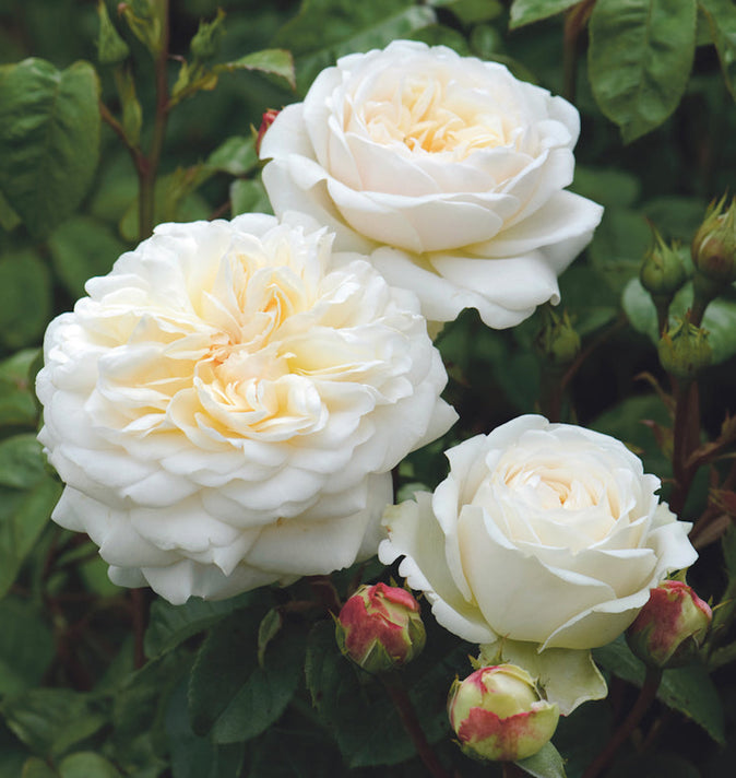 David Austin Tranquillity Shrub Rose 6L