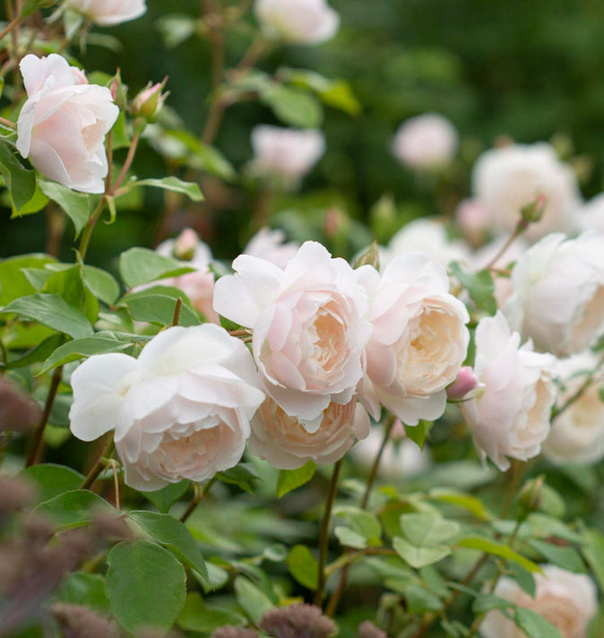 David Austin Desdemona Shrub Rose 6L