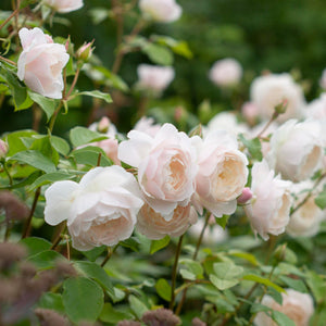David Austin Desdemona Shrub Rose 6L
