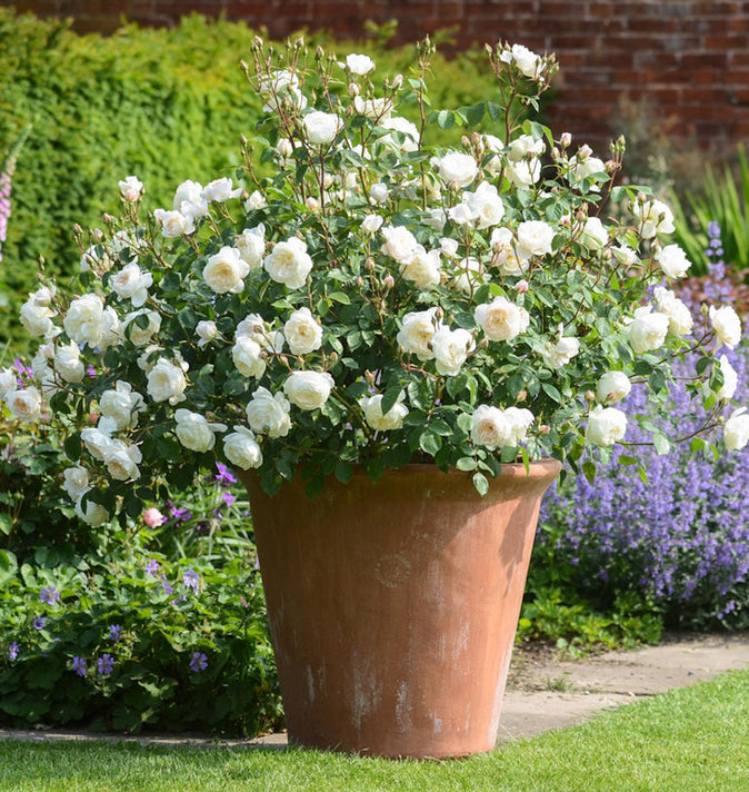 David Austin Desdemona Shrub Rose 6L