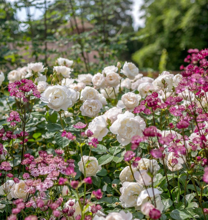 David Austin Desdemona Shrub Rose 6L