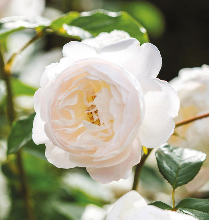 David Austin Desdemona Shrub Rose 6L