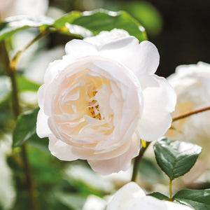 David Austin Desdemona Shrub Rose 6L