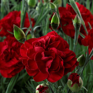 Dianthus Passion 1.5L