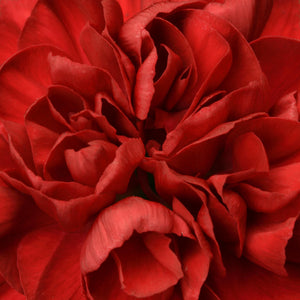 Dianthus Passion 1.5L