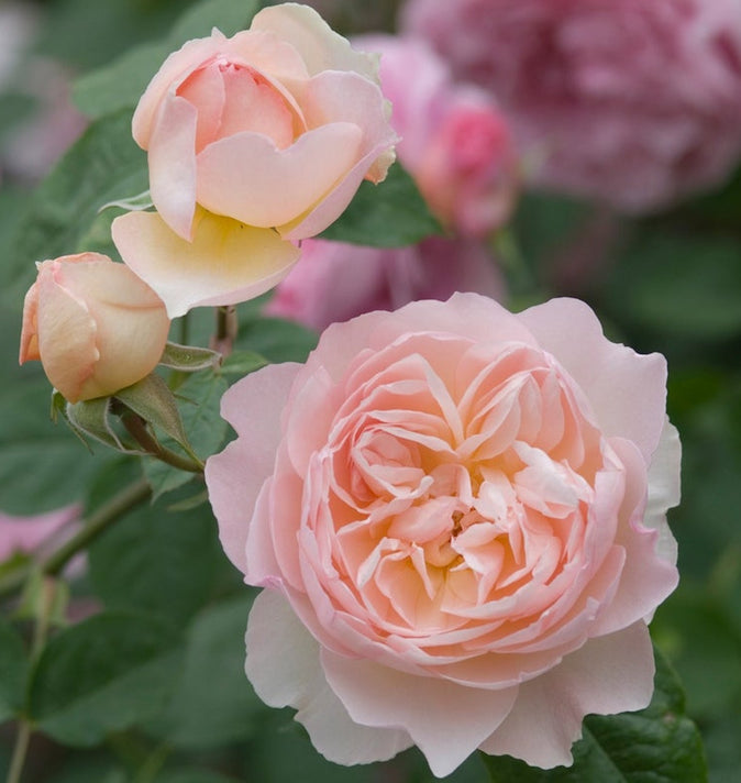 David Austin Gentle Hermione Shrub Rose 6L