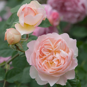 David Austin Gentle Hermione Shrub Rose 6L
