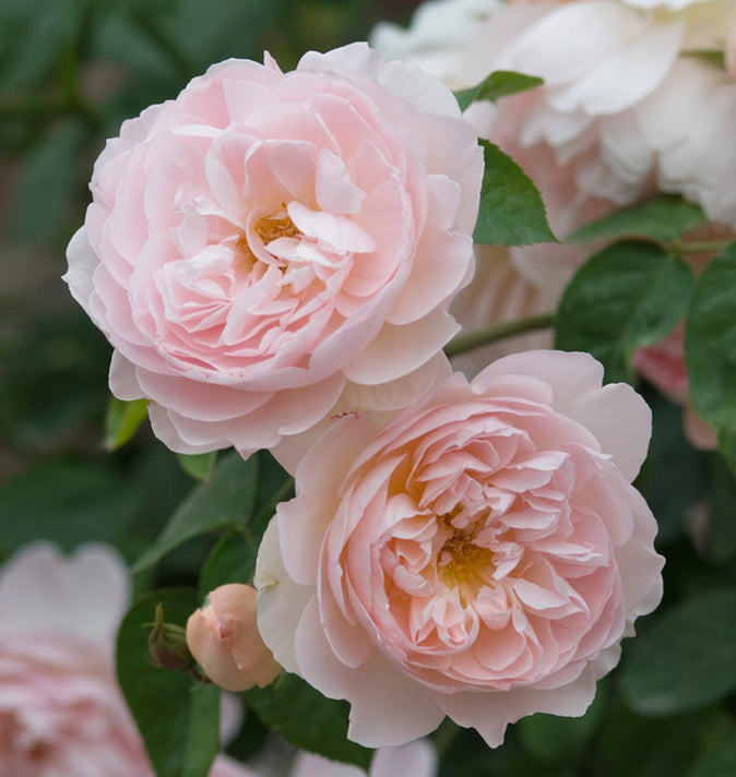 David Austin Gentle Hermione Shrub Rose 6L