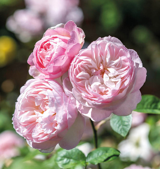 David Austin Gentle Hermione Shrub Rose 6L