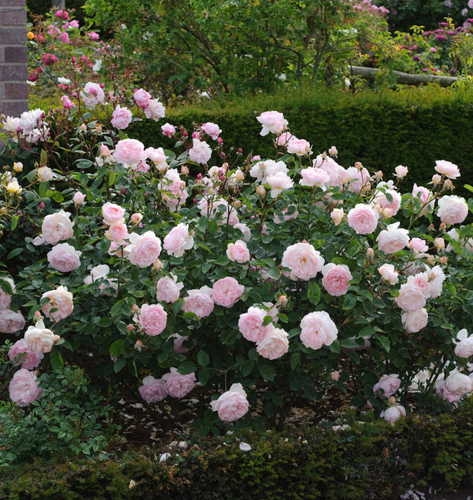 David Austin Gentle Hermione Shrub Rose 6L