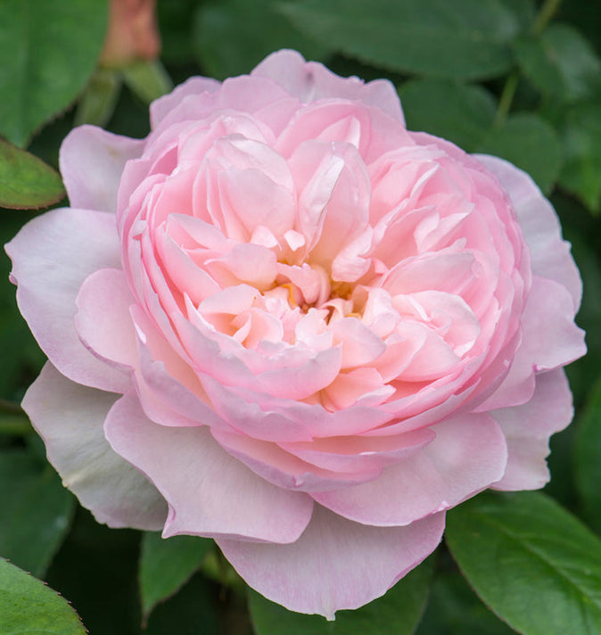 David Austin Gentle Hermione Shrub Rose 6L