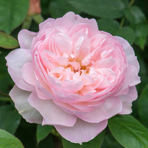 David Austin Gentle Hermione Shrub Rose 6L