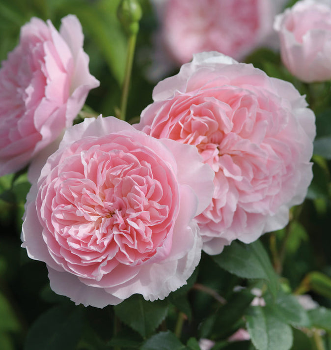 David Austin Wisley 2008 Shrub Rose 6L