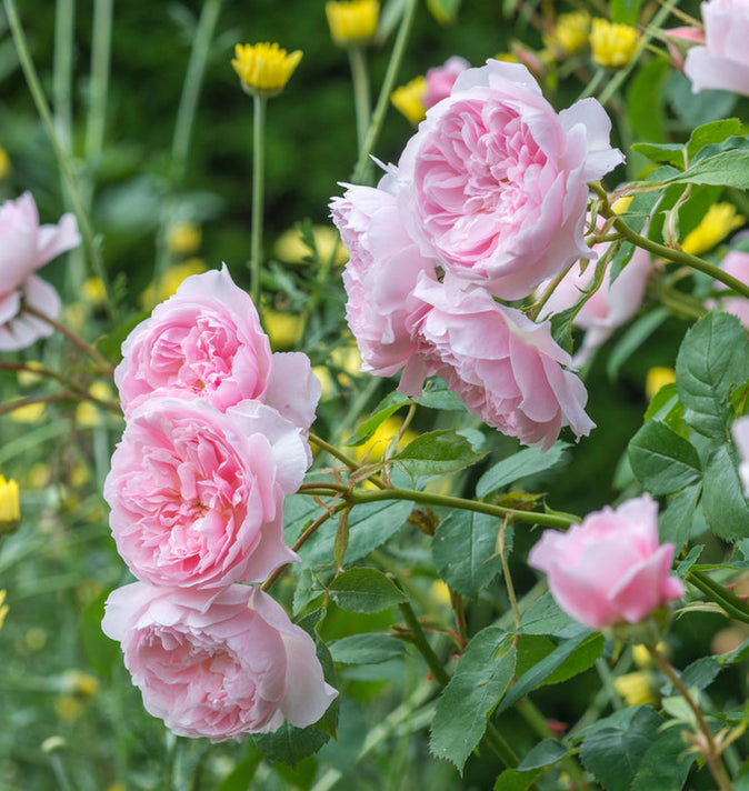 David Austin Wisley 2008 Shrub Rose 6L
