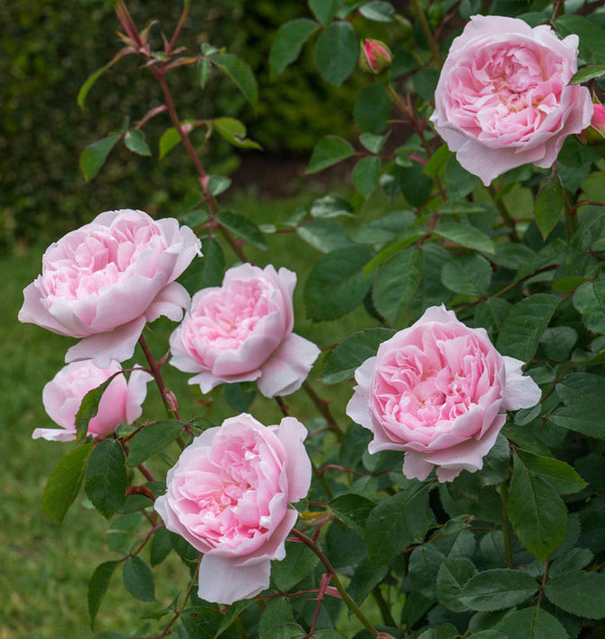David Austin Wisley 2008 Shrub Rose 6L