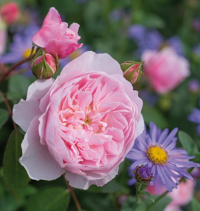 David Austin Wisley 2008 Shrub Rose 6L