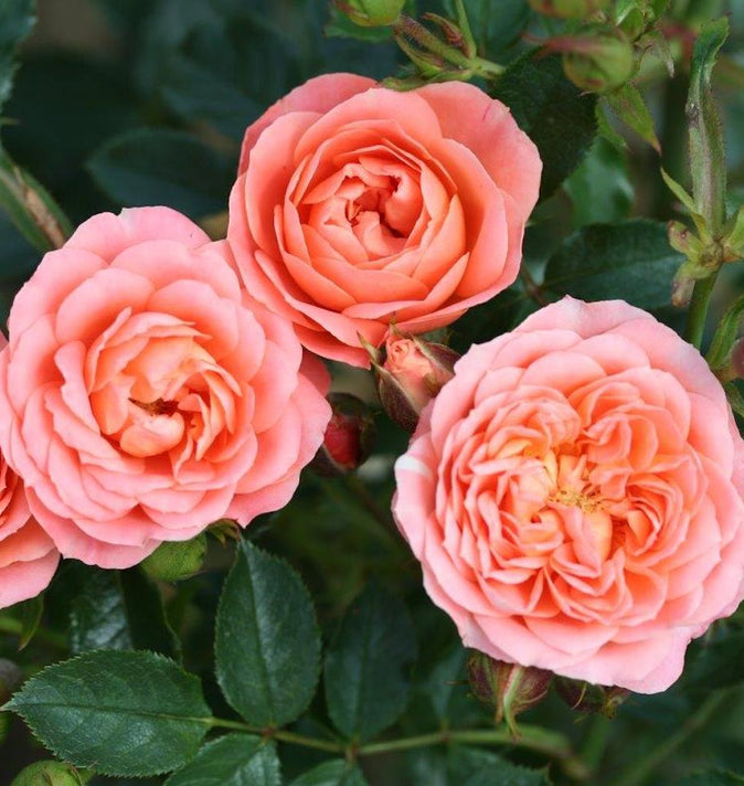 Patio Rose Sweet Wonder 3L