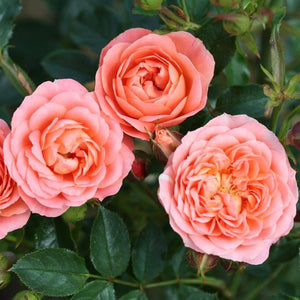 Patio Rose Sweet Wonder 3L