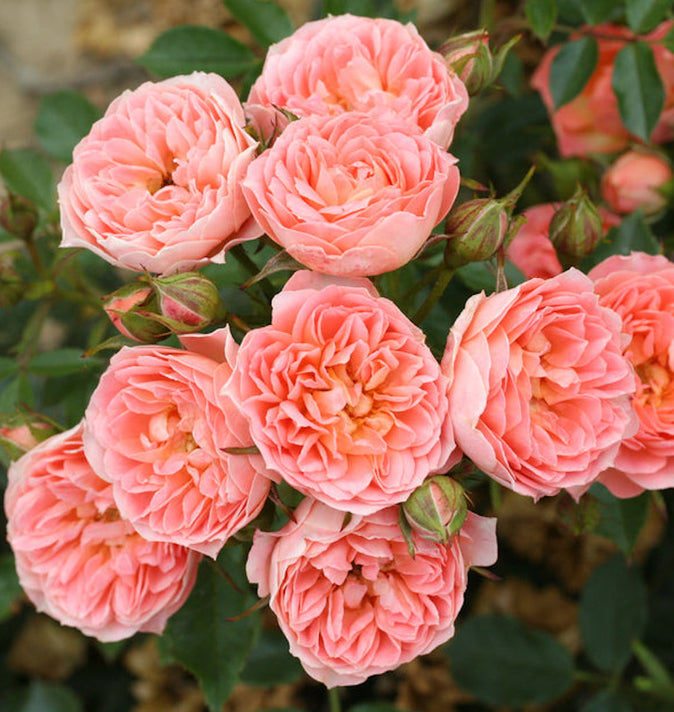 Patio Rose Sweet Wonder 3L