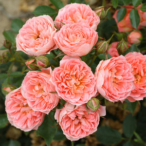 Patio Rose Sweet Wonder 3L