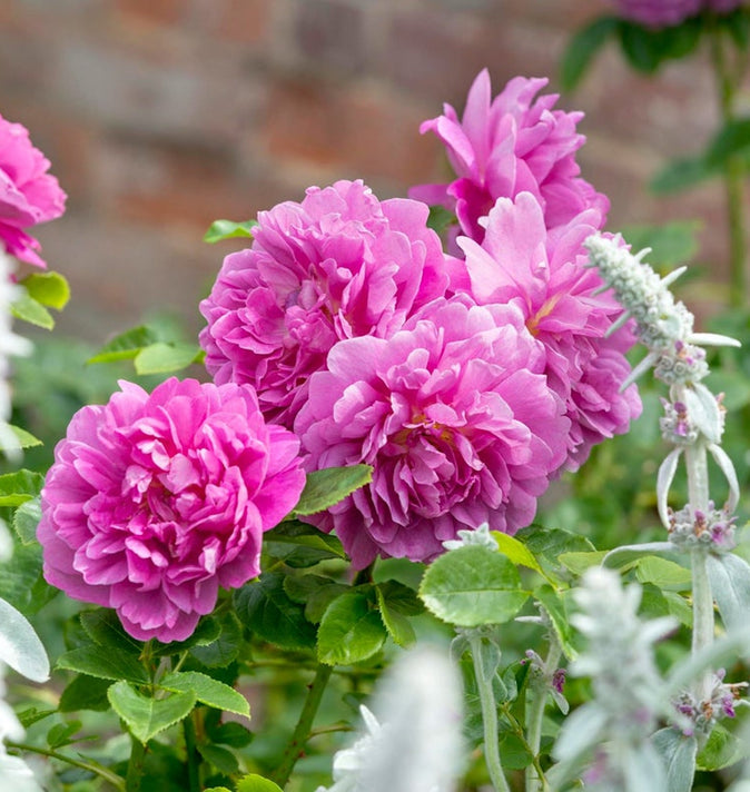 David Austin Princess Anne Shrub Rose 6L