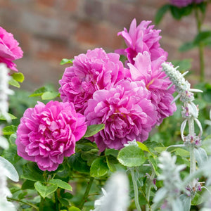 David Austin Princess Anne Shrub Rose 6L