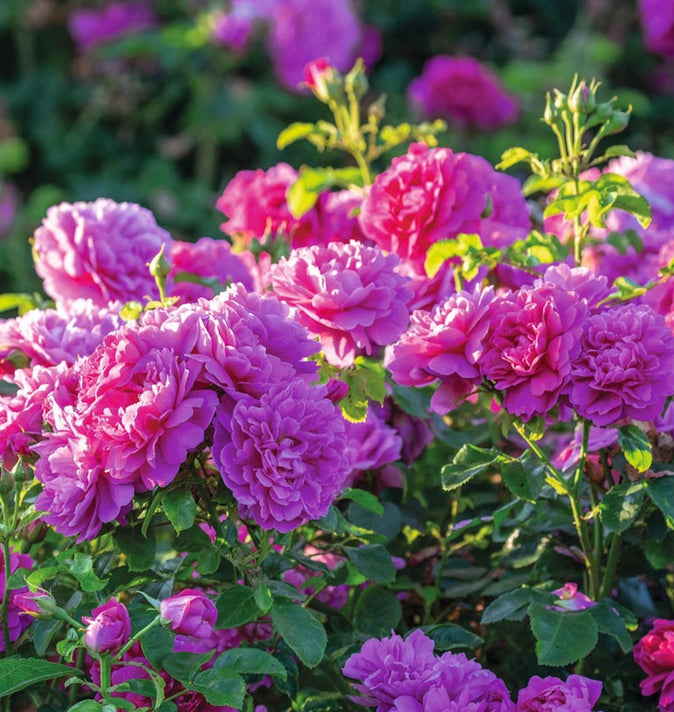 David Austin Princess Anne Shrub Rose 6L