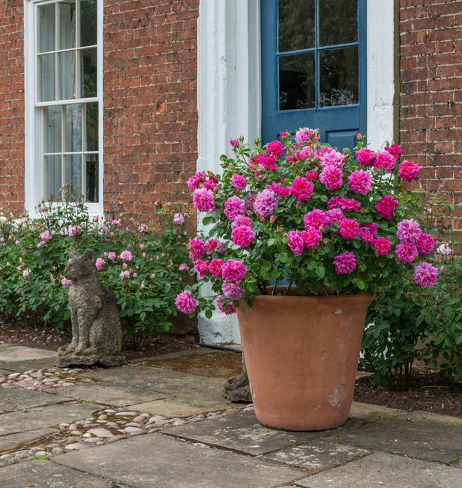 David Austin Princess Anne Shrub Rose 6L