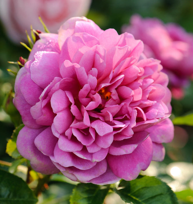 David Austin Princess Anne Shrub Rose 6L