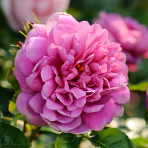 David Austin Princess Anne Shrub Rose 6L