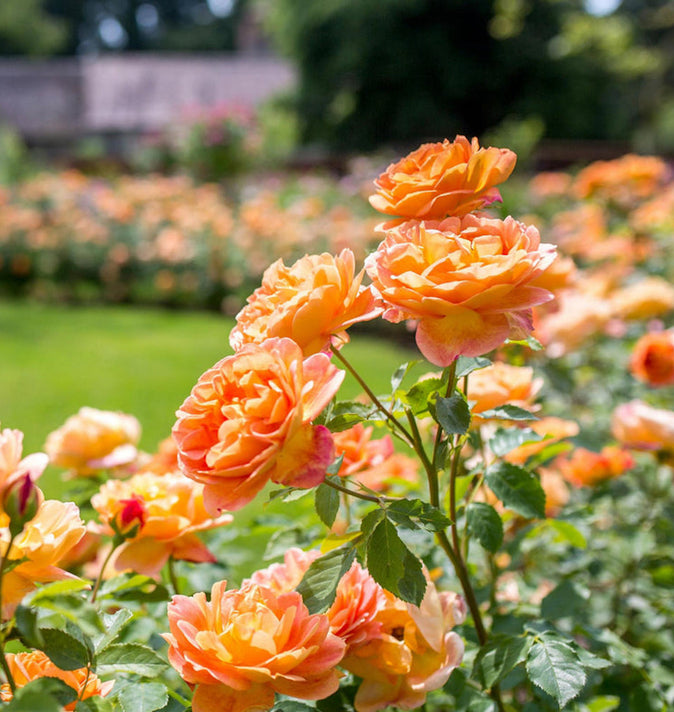 David Austin Lady Of Shalott Shrub Rose 6L