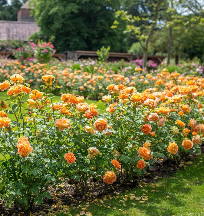 David Austin Lady Of Shalott Shrub Rose 6L