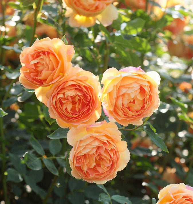 David Austin Lady Of Shalott Shrub Rose 6L