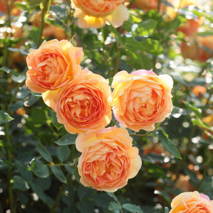 David Austin Lady Of Shalott Shrub Rose 6L