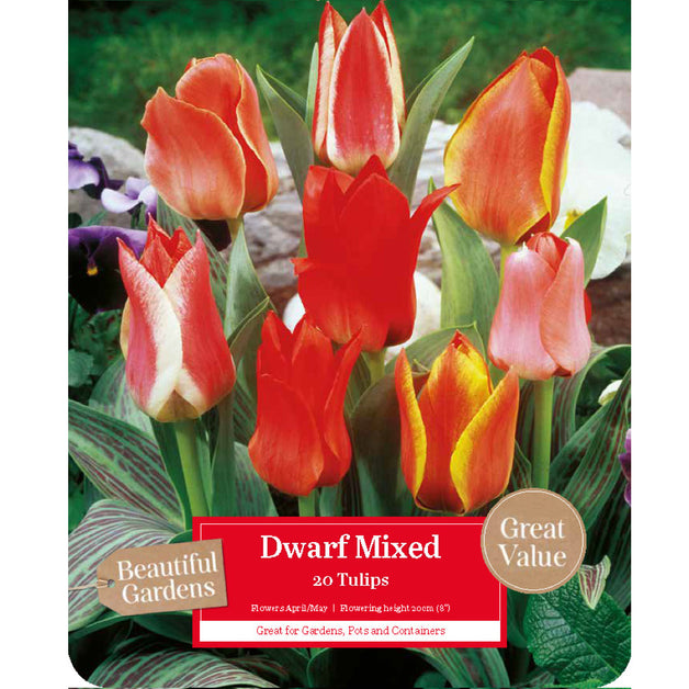 Tulip Dwarf Mixed