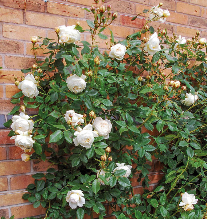 David Austin Claire Austin Climbing Rose 6l
