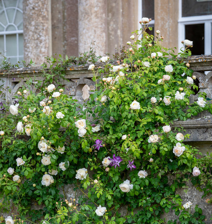 David Austin Claire Austin Climbing Rose 6l