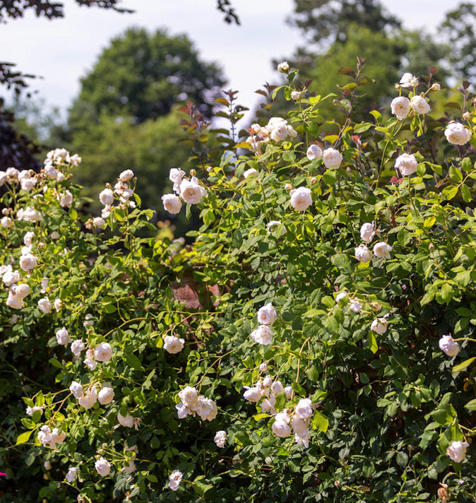 David Austin Claire Austin Climbing Rose 6l